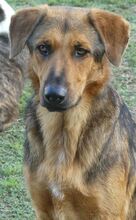 SPEX, Hund, Mischlingshund in Griechenland - Bild 5