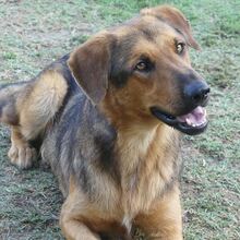 SPEX, Hund, Mischlingshund in Griechenland - Bild 6