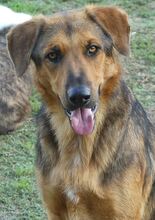 SPEX, Hund, Mischlingshund in Griechenland - Bild 7