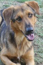 SPEX, Hund, Mischlingshund in Griechenland - Bild 8