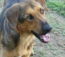 SPEX, Hund, Mischlingshund in Griechenland - Bild 9