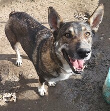 LOU, Hund, Mischlingshund in Griechenland - Bild 18