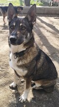 LOU, Hund, Mischlingshund in Griechenland - Bild 21