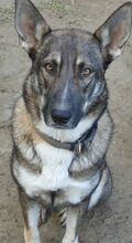 LOU, Hund, Mischlingshund in Griechenland - Bild 27