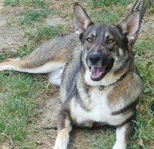 LOU, Hund, Mischlingshund in Griechenland - Bild 30