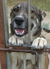 LOU, Hund, Mischlingshund in Griechenland - Bild 32