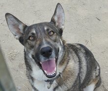 LOU, Hund, Mischlingshund in Griechenland - Bild 33