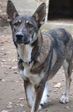 LOU, Hund, Mischlingshund in Griechenland - Bild 35