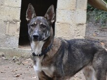 LOU, Hund, Mischlingshund in Griechenland - Bild 37