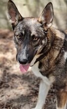 LOU, Hund, Mischlingshund in Griechenland - Bild 38