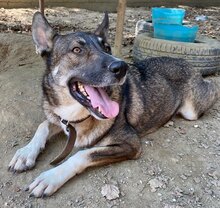 LOU, Hund, Mischlingshund in Griechenland - Bild 8