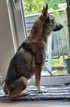 LOU, Hund, Mischlingshund in Düsseldorf - Bild 2