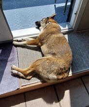 LOU, Hund, Mischlingshund in Düsseldorf - Bild 7