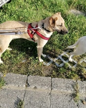 ASLAR, Hund, Mischlingshund in Walhausen - Bild 11