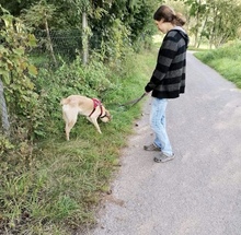ASLAR, Hund, Mischlingshund in Walhausen - Bild 14
