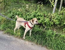 ASLAR, Hund, Mischlingshund in Walhausen - Bild 18