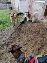 ASLAR, Hund, Mischlingshund in Walhausen - Bild 27