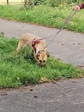 ASLAR, Hund, Mischlingshund in Walhausen - Bild 4