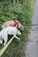 ASLAR, Hund, Mischlingshund in Walhausen - Bild 6