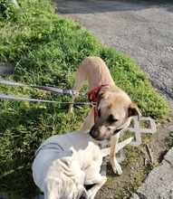 ASLAR, Hund, Mischlingshund in Walhausen - Bild 7