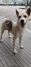 BOMBON, Hund, Terrier-Mix in Spanien - Bild 8