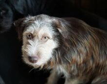 ALFONSO, Hund, Mischlingshund in Jüterbog - Bild 7