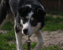 NUKKA, Hund, Mischlingshund in Jüterbog - Bild 6