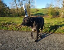 ARNI, Hund, Mischlingshund in Brilon - Bild 2