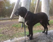 ARNI, Hund, Mischlingshund in Brilon - Bild 4
