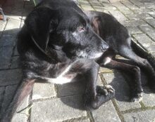 ARNI, Hund, Mischlingshund in Brilon - Bild 7