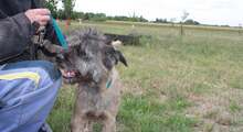 MACI, Hund, Mischlingshund in Ungarn - Bild 7