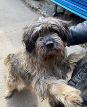 MACI, Hund, Mischlingshund in Marsberg - Bild 1