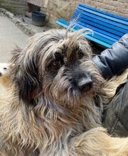 MACI, Hund, Mischlingshund in Marsberg - Bild 2