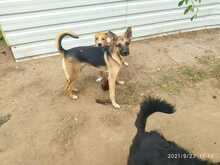 WOODOO, Hund, Mischlingshund in Ungarn - Bild 5
