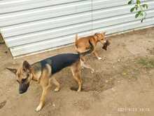 WOODOO, Hund, Mischlingshund in Ungarn - Bild 7