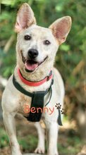 BENNY, Hund, Taiwanhund-Mix in Eberswalde - Bild 5