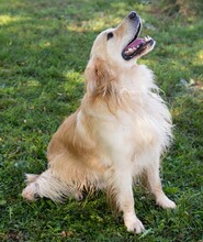 MIKO, Hund, Mischlingshund in Overath - Bild 3