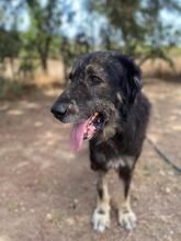 SPARTAKUS, Hund, Mischlingshund in Griechenland - Bild 4