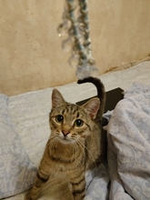 SPULLI, Katze, Hauskatze in Russische Föderation - Bild 4