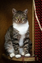LISSA, Katze, Hauskatze in Russische Föderation - Bild 16