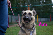 VERA, Hund, Mischlingshund in Russische Föderation - Bild 1