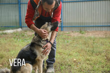 VERA, Hund, Mischlingshund in Russische Föderation - Bild 10
