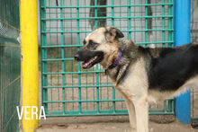 VERA, Hund, Mischlingshund in Russische Föderation - Bild 11