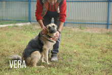 VERA, Hund, Mischlingshund in Russische Föderation - Bild 12