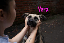 VERA, Hund, Mischlingshund in Russische Föderation - Bild 13