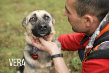 VERA, Hund, Mischlingshund in Russische Föderation - Bild 16