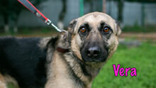 VERA, Hund, Mischlingshund in Russische Föderation - Bild 17