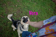 VERA, Hund, Mischlingshund in Russische Föderation - Bild 18