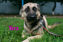 VERA, Hund, Mischlingshund in Russische Föderation - Bild 19