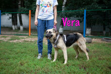 VERA, Hund, Mischlingshund in Russische Föderation - Bild 2